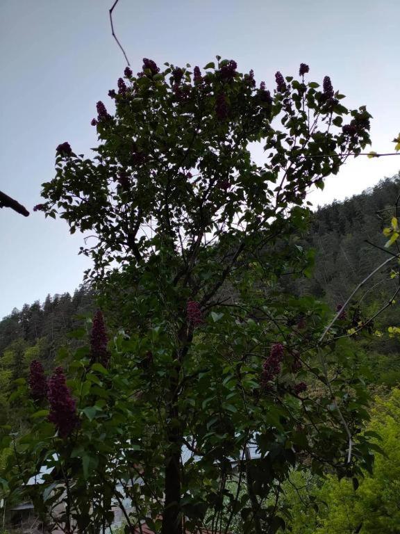 Guest House Gogias Cixe Borjomi Exterior photo